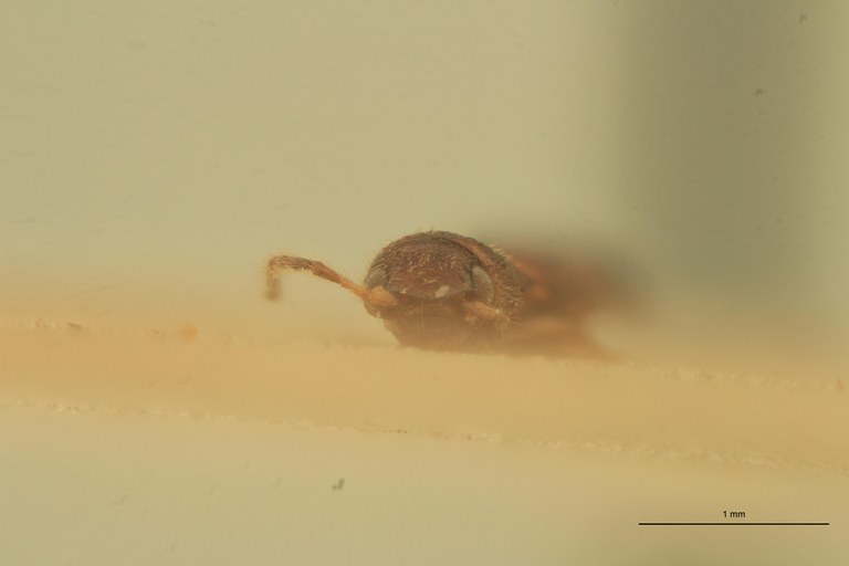 Melanoxanthus festucalis T F.jpg Melanoxanthus festucalis T F.jpg