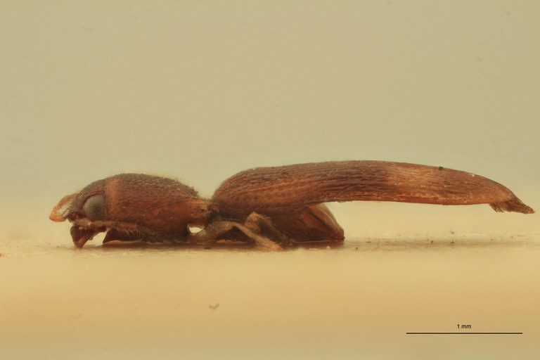 Melanoxanthus festucalis T L.jpg Melanoxanthus festucalis T L.jpg