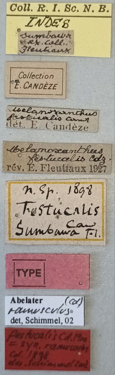 Melanoxanthus festucalis T Labels.jpg Melanoxanthus festucalis T Labels.jpg