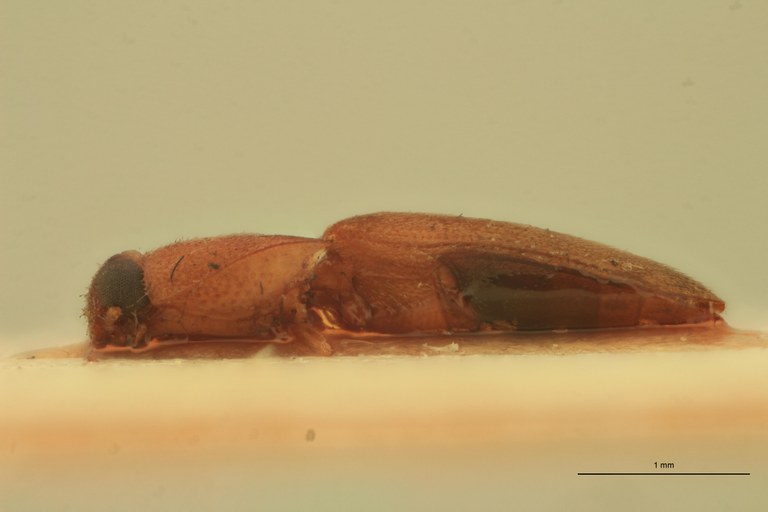 Melanoxanthus flavidus Lt L.jpg