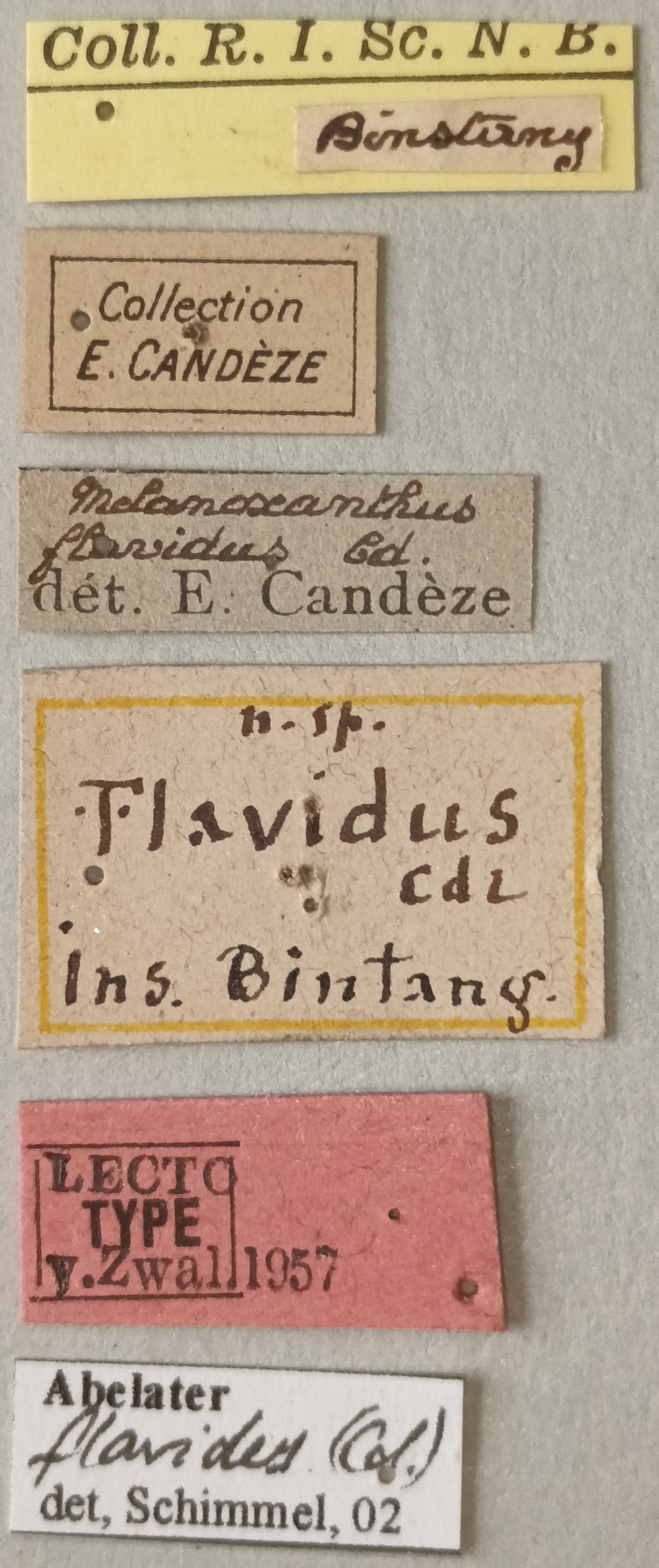 Melanoxanthus flavidus Lt Labels.jpg