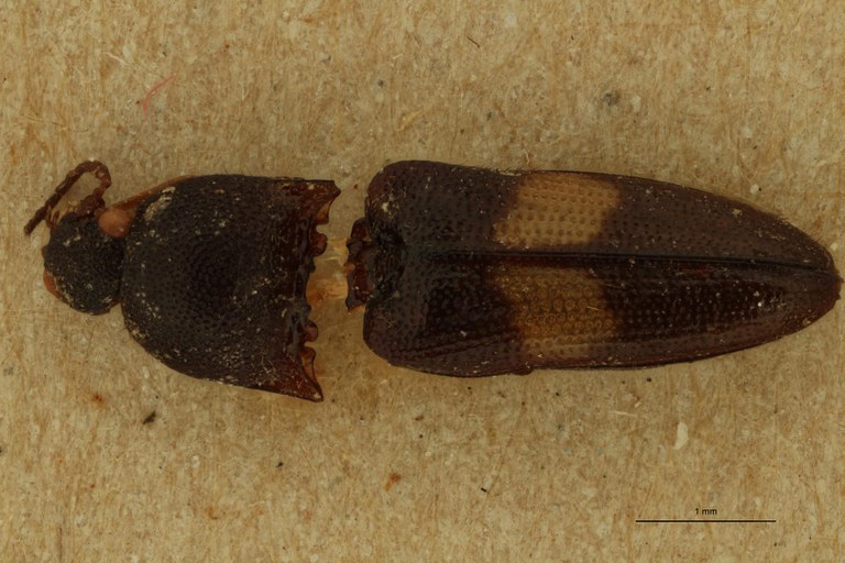 Melanoxanthus flavocinctus T D.jpg