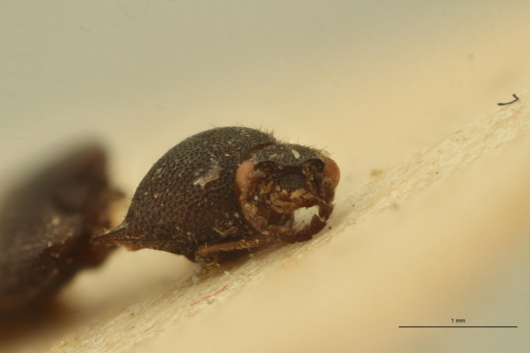 Melanoxanthus flavocinctus T F.jpg