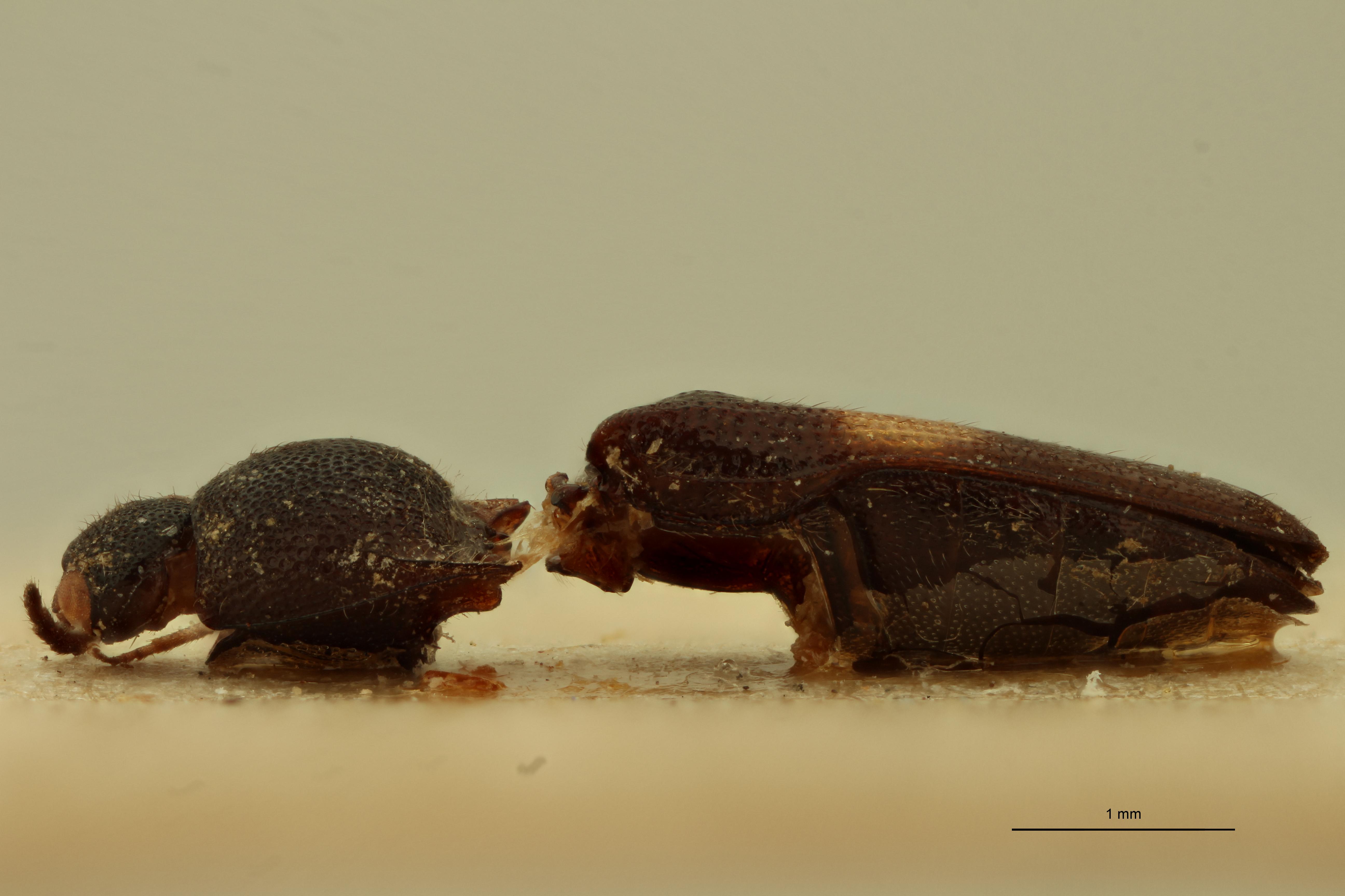 Melanoxanthus flavocinctus T L.jpg
