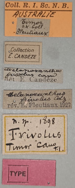 Melanoxanthus frivolus T Labels.jpg