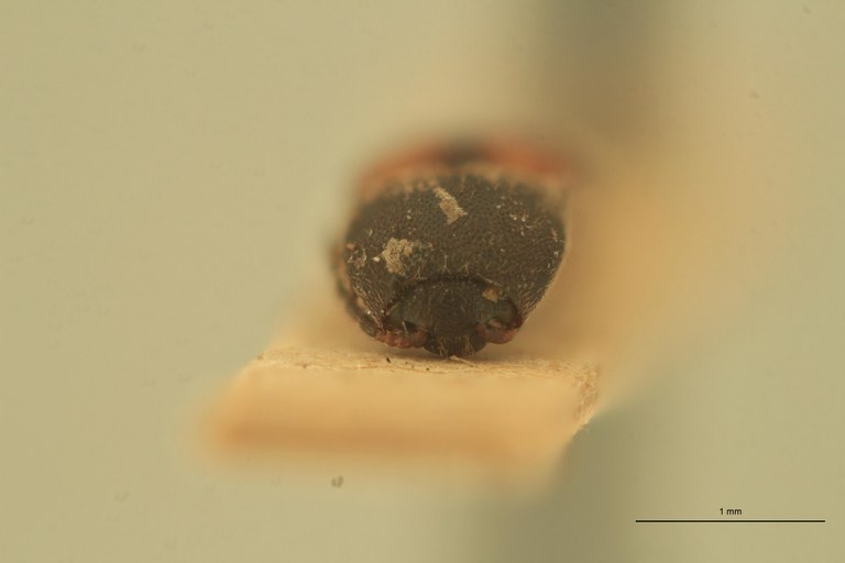 Melanoxanthus fusus T F.jpg