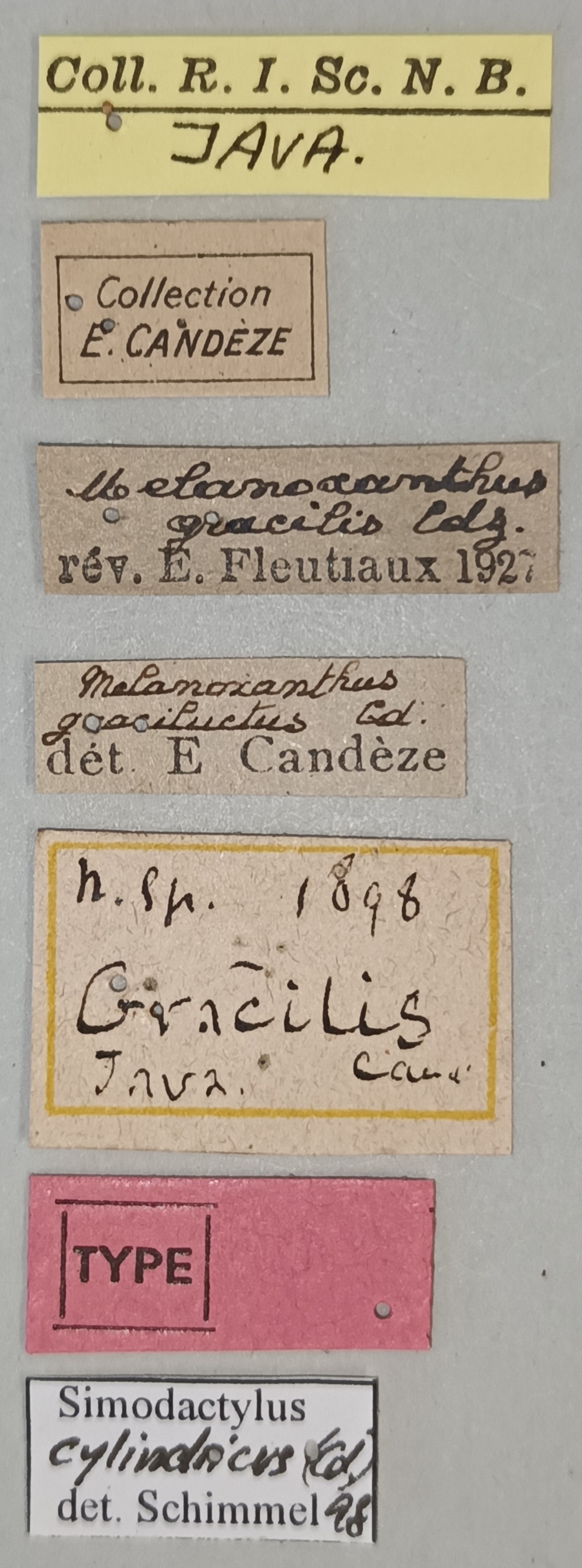 Melanoxanthus gracilis T Labels.jpg