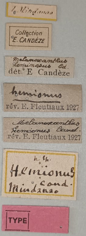 Melanoxanthus hemionus T Labels.jpg Melanoxanthus hemionus T Labels.jpg