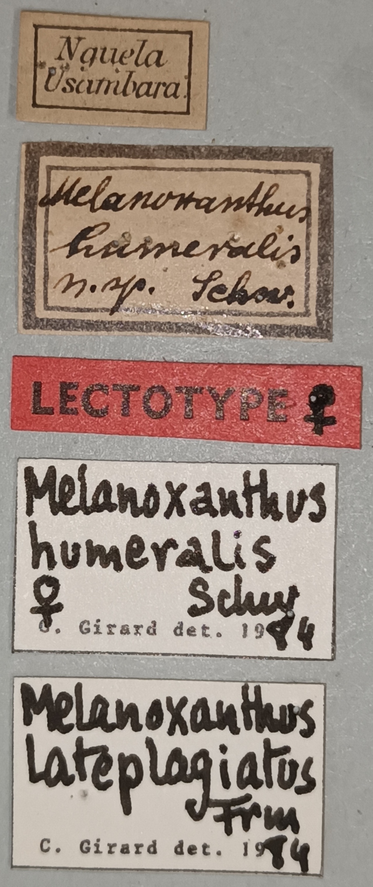 Melanoxanthus humeralis F Lt Labels.jpg