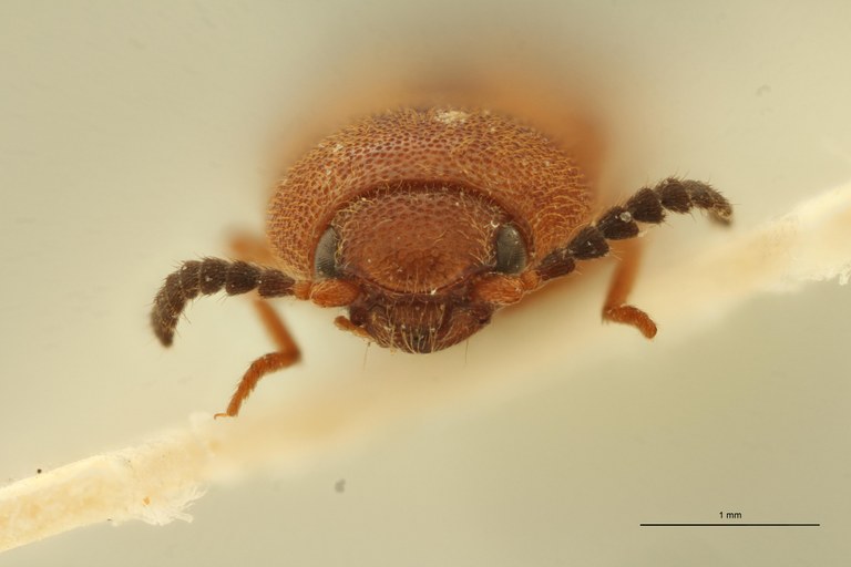 Melanoxanthus inaequalis F Lt F.jpg