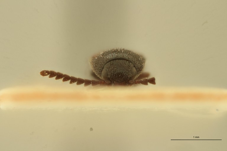 Melanoxanthus lateplagiatus M Lt F.jpg Melanoxanthus lateplagiatus M Lt F.jpg