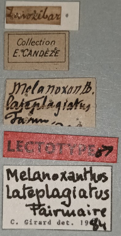 Melanoxanthus lateplagiatus M Lt Labels.jpg