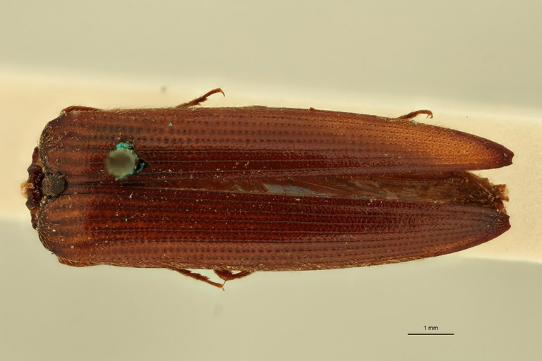 Melanoxanthus major T D.jpg Melanoxanthus major T D.jpg