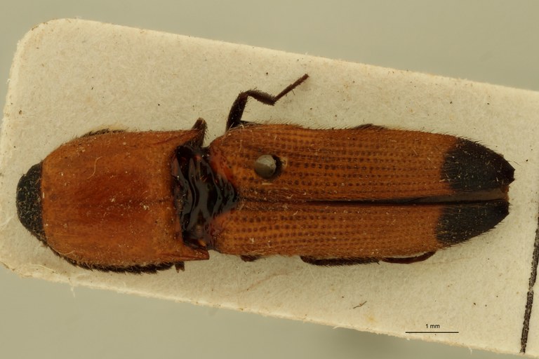 Melanoxanthus melanurus T D.jpg Melanoxanthus melanurus T D.jpg