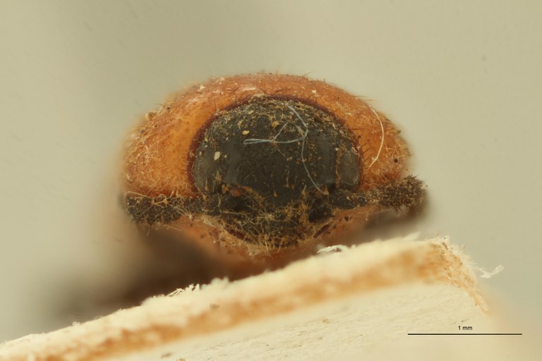 Melanoxanthus melanurus T F.jpg Melanoxanthus melanurus T F.jpg