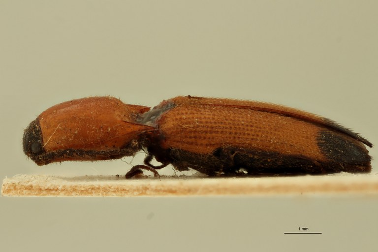 Melanoxanthus melanurus T L.jpg Melanoxanthus melanurus T L.jpg