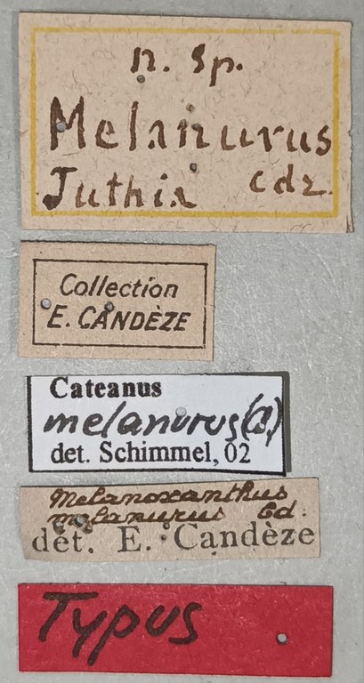 Melanoxanthus melanurus T Labels.jpg Melanoxanthus melanurus T Labels.jpg