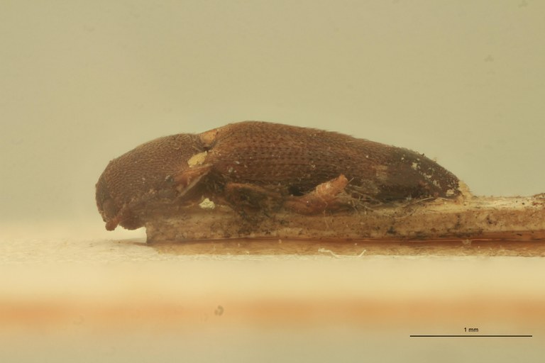 Melanoxanthus minimus T L.jpg