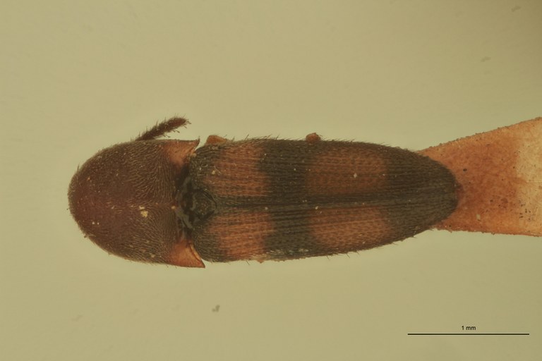 Melanoxanthus minutus T D.jpg Melanoxanthus minutus T D.jpg