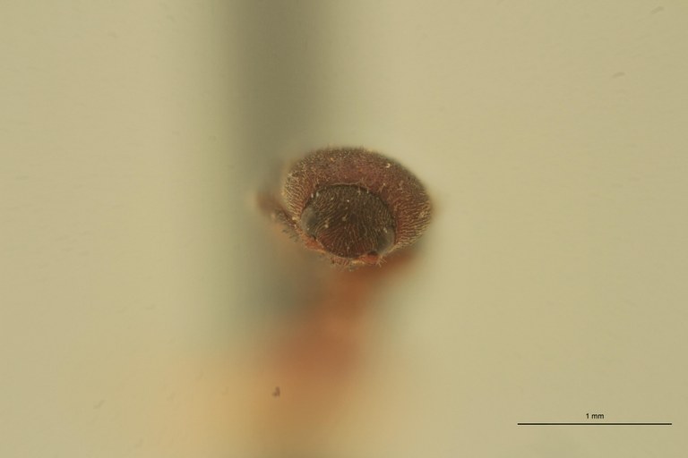 Melanoxanthus minutus T F.jpg Melanoxanthus minutus T F.jpg