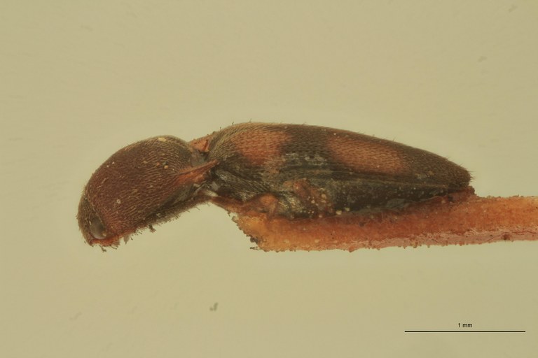 Melanoxanthus minutus T L.jpg Melanoxanthus minutus T L.jpg