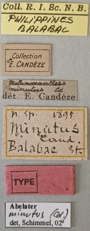 Melanoxanthus minutus T Labels.jpg Melanoxanthus minutus T Labels.jpg