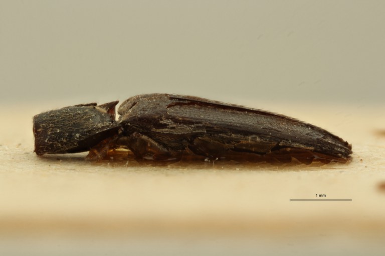 Melanoxanthus nigritulus st L ZS PMax Scaled.jpeg