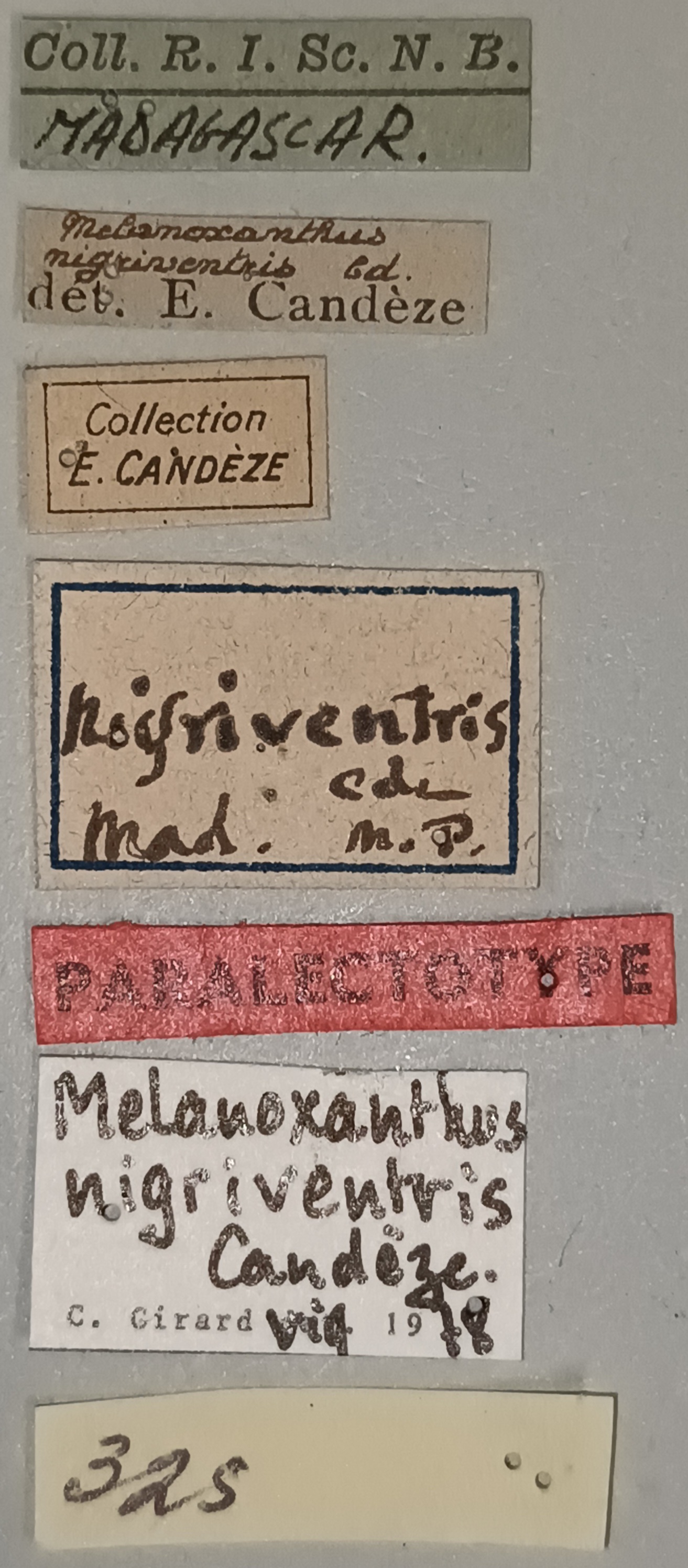 Melanoxanthus nigriventris Plt Labels.jpg