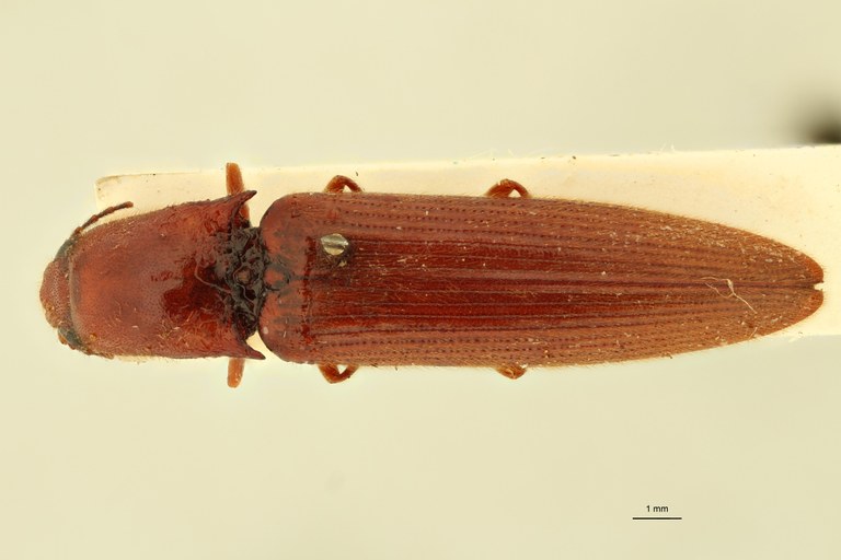 Melanoxanthus princeps T D.jpg Melanoxanthus princeps T D.jpg