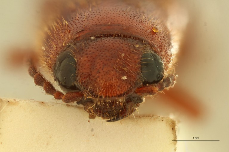 Melanoxanthus princeps T F.jpg Melanoxanthus princeps T F.jpg