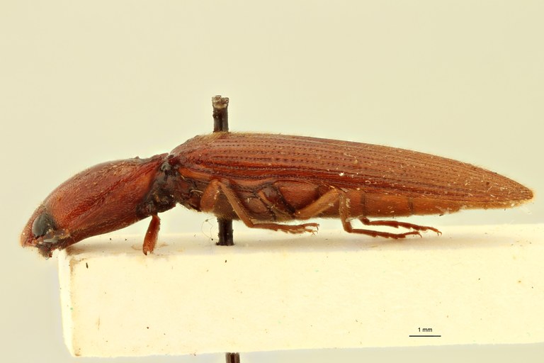 Melanoxanthus princeps T L.jpg Melanoxanthus princeps T L.jpg
