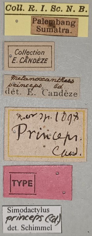 Melanoxanthus princeps T Labels.jpg Melanoxanthus princeps T Labels.jpg