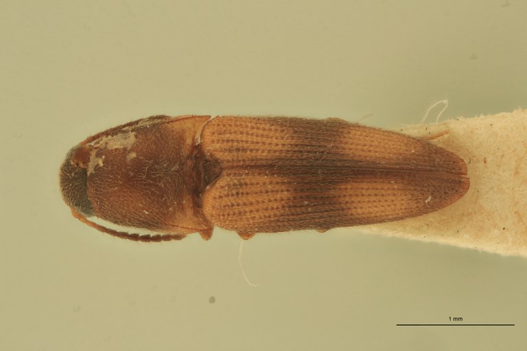 Melanoxanthus puerulus T D.jpg Melanoxanthus puerulus T D.jpg