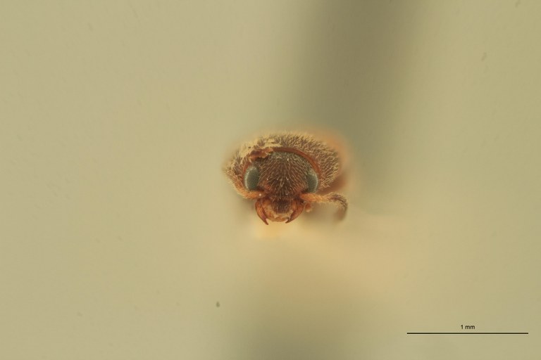 Melanoxanthus puerulus T F.jpg Melanoxanthus puerulus T F.jpg