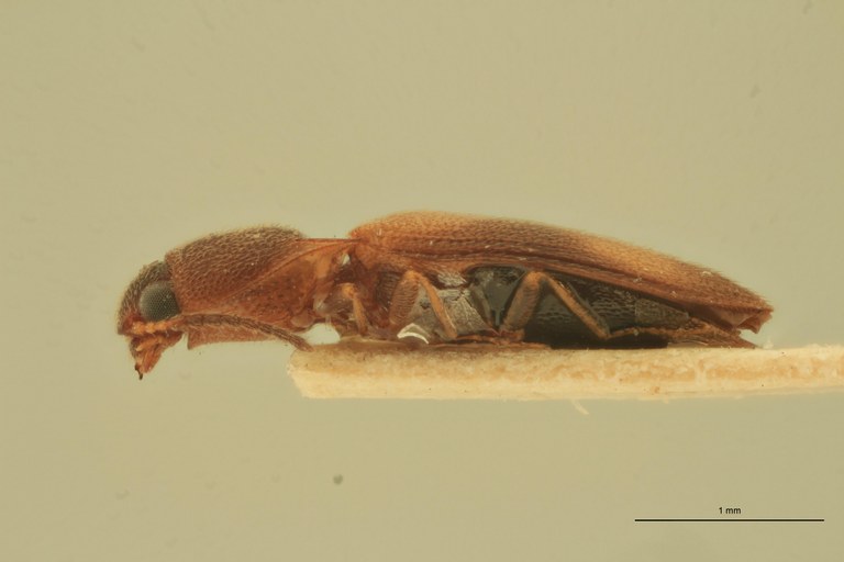 Melanoxanthus puerulus T L.jpg Melanoxanthus puerulus T L.jpg