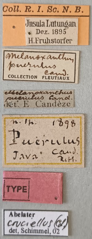 Melanoxanthus puerulus T Labels.jpg Melanoxanthus puerulus T Labels.jpg