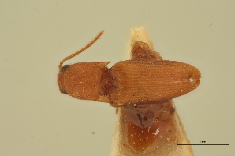 Melanoxanthus pusillimus T D.jpg Melanoxanthus pusillimus T D.jpg