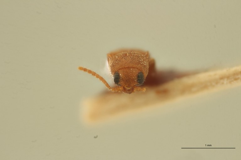 Melanoxanthus pusillimus T F.jpg Melanoxanthus pusillimus T F.jpg