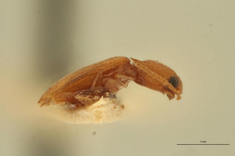Melanoxanthus pusillimus T L.jpg Melanoxanthus pusillimus T L.jpg
