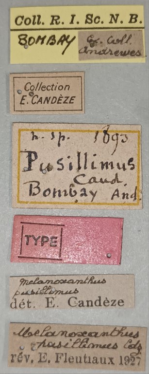 Melanoxanthus pusillimus T Labels.jpg Melanoxanthus pusillimus T Labels.jpg