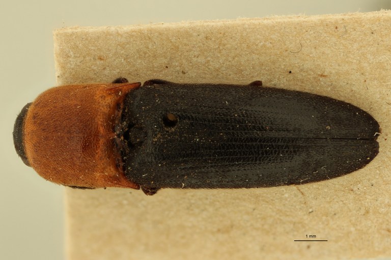 Melanoxanthus pyronotus T D.jpg Melanoxanthus pyronotus T D.jpg