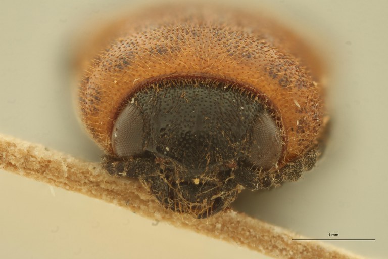Melanoxanthus pyronotus T F.jpg Melanoxanthus pyronotus T F.jpg