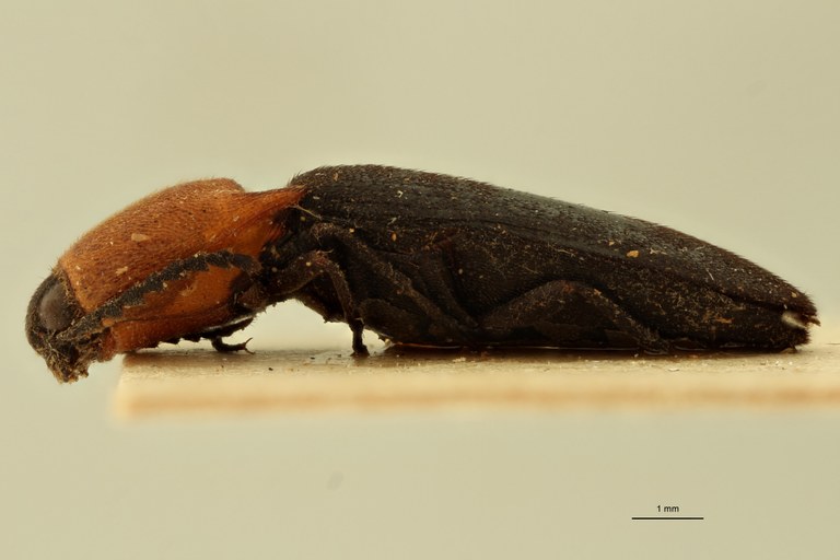 Melanoxanthus pyronotus T L.jpg Melanoxanthus pyronotus T L.jpg