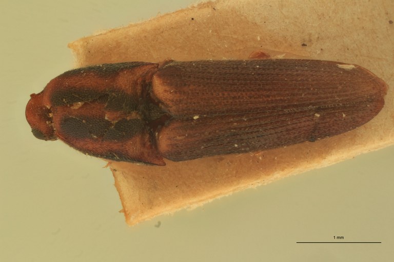 Melanoxanthus quadrivittatus T D.jpg Melanoxanthus quadrivittatus T D.jpg