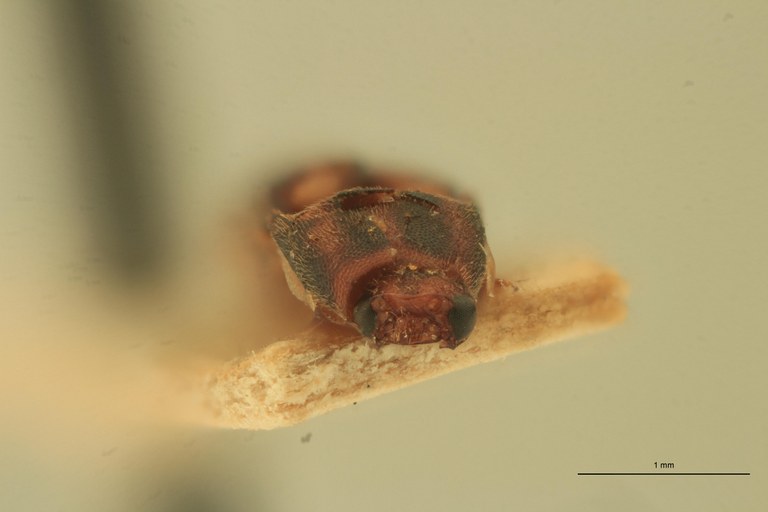 Melanoxanthus quadrivittatus T F.jpg Melanoxanthus quadrivittatus T F.jpg