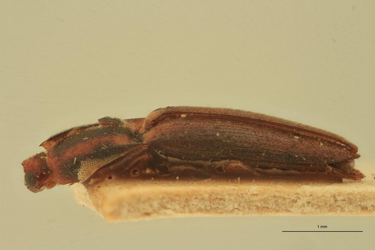 Melanoxanthus quadrivittatus T L.jpg Melanoxanthus quadrivittatus T L.jpg