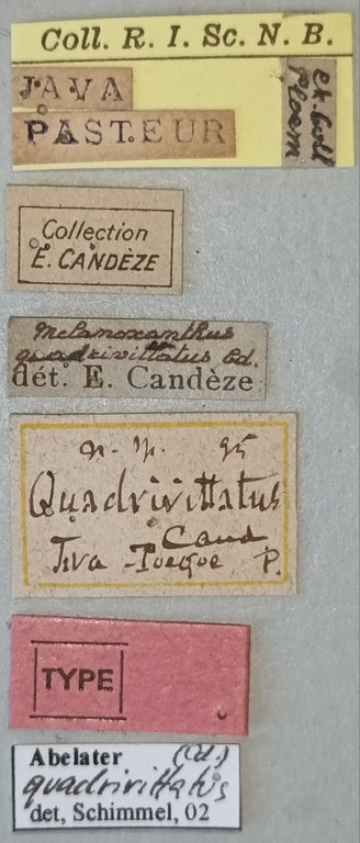 Melanoxanthus quadrivittatus T Labels.jpg Melanoxanthus quadrivittatus T Labels.jpg