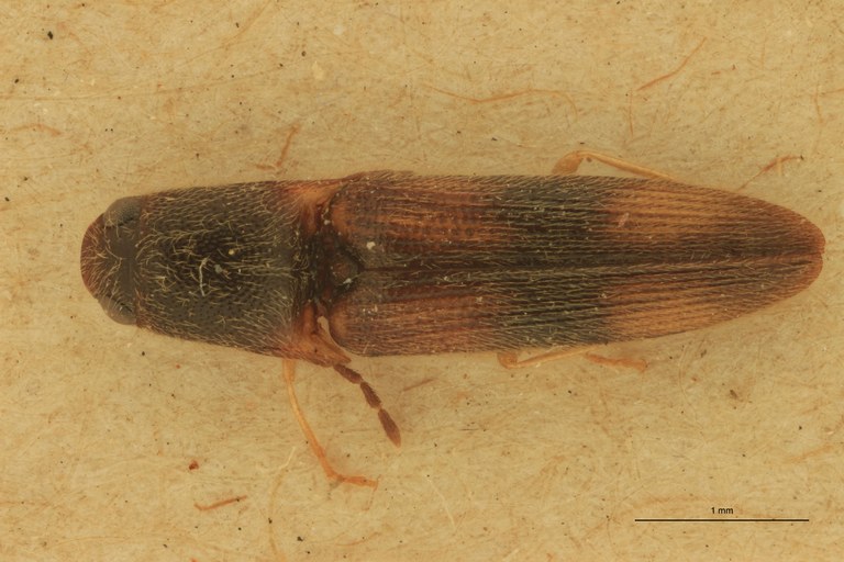 Melanoxanthus ramusculus T D.jpg Melanoxanthus ramusculus T D.jpg