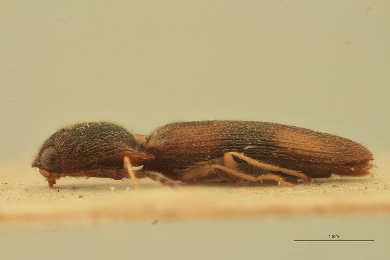 Melanoxanthus ramusculus T L.jpg Melanoxanthus ramusculus T L.jpg