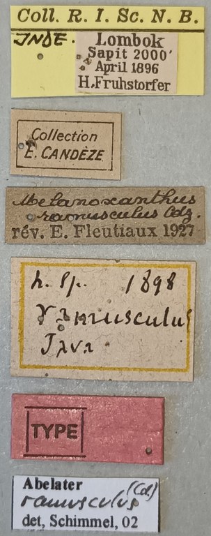 Melanoxanthus ramusculus T Labels.jpg Melanoxanthus ramusculus T Labels.jpg